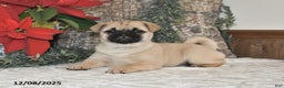 Mixed Breed dogs for sale: Beauty - Ad 1