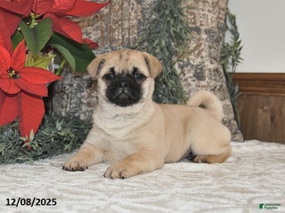 Mixed Breed dogs Beauty - Ad 25