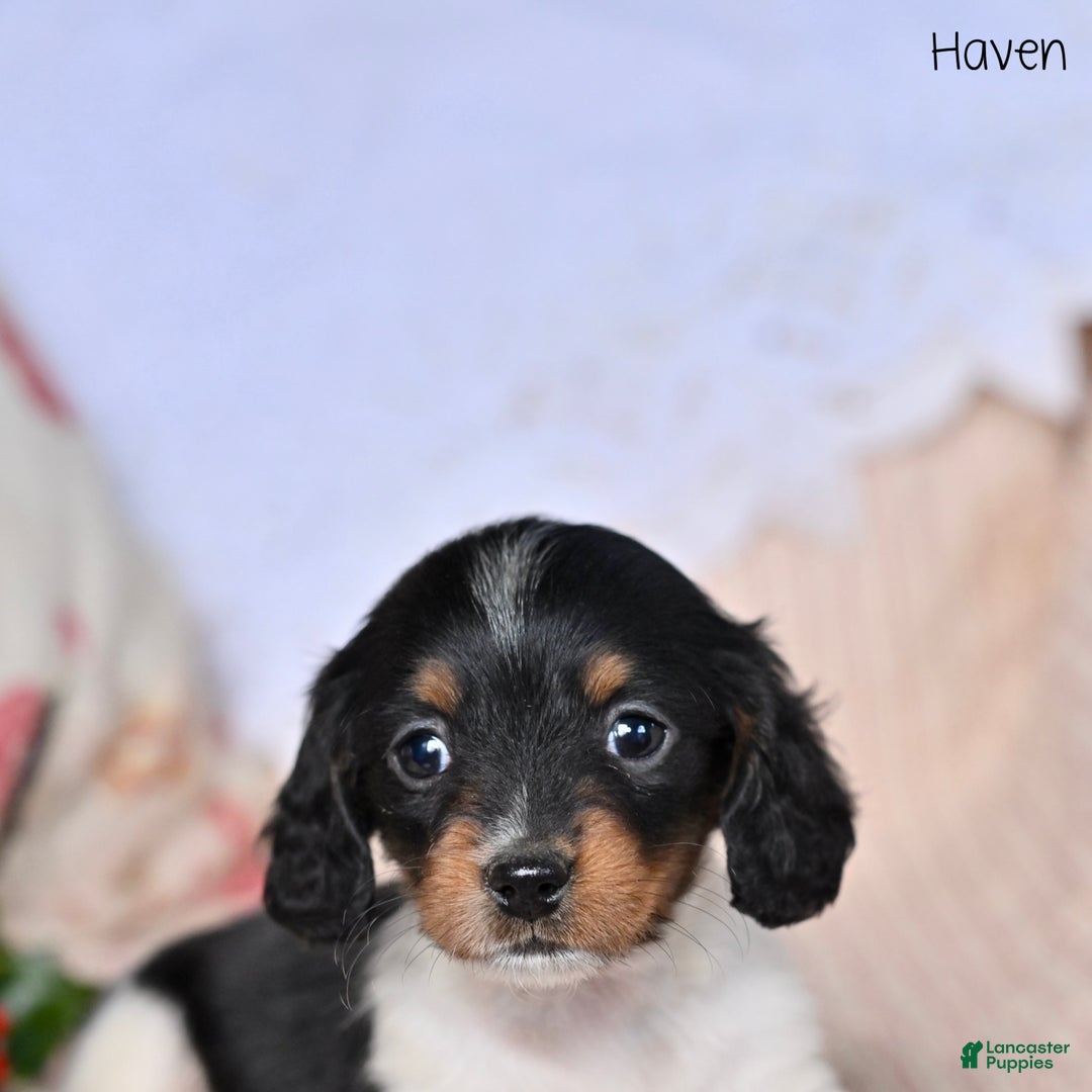 Miniature Dachshund dogs for sale: Haven - Ad 3