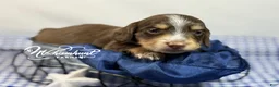 Miniature Dachshund dogs for sale: Brownie - Ad 8