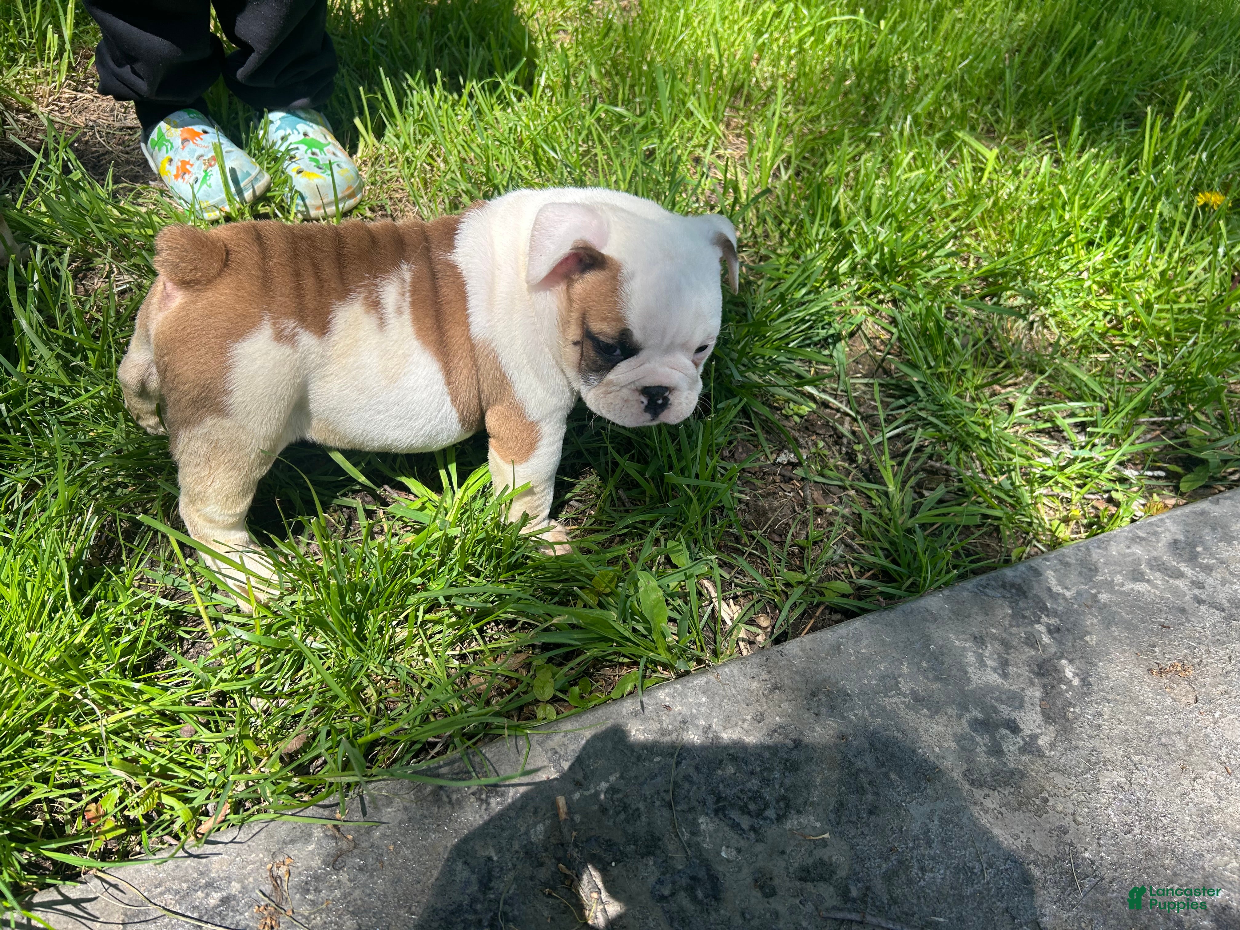 English Bulldog dogs English Bulldog Puppy 3 - Ad 1