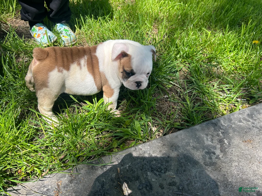 English Bulldog dogs for sale: English Bulldog Puppy 3 - Ad 1