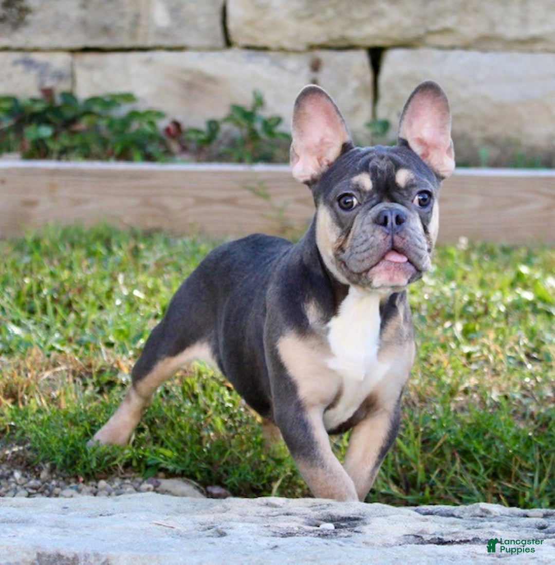 Chocolate French French Bulldog Dark Grey Chocolate Merle French