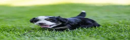 Bernedoodle dogs for sale: Briggs Bernedoodle Puppy  - Ad 3