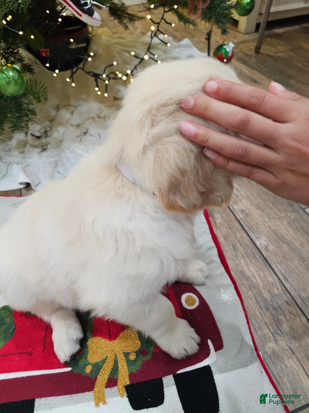 Golden Retriever dogs for sale: Golden Retriever Puppy 2 - Ad 5