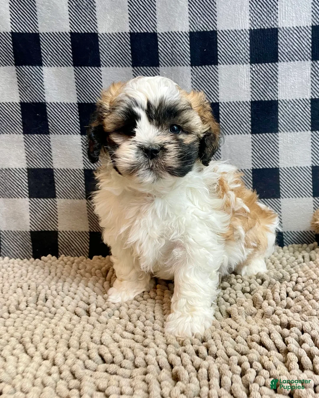 Teddy Bear dogs for sale: Adam - Ad 18