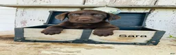 Labrador Retriever dogs for sale: Sara  - Ad 3