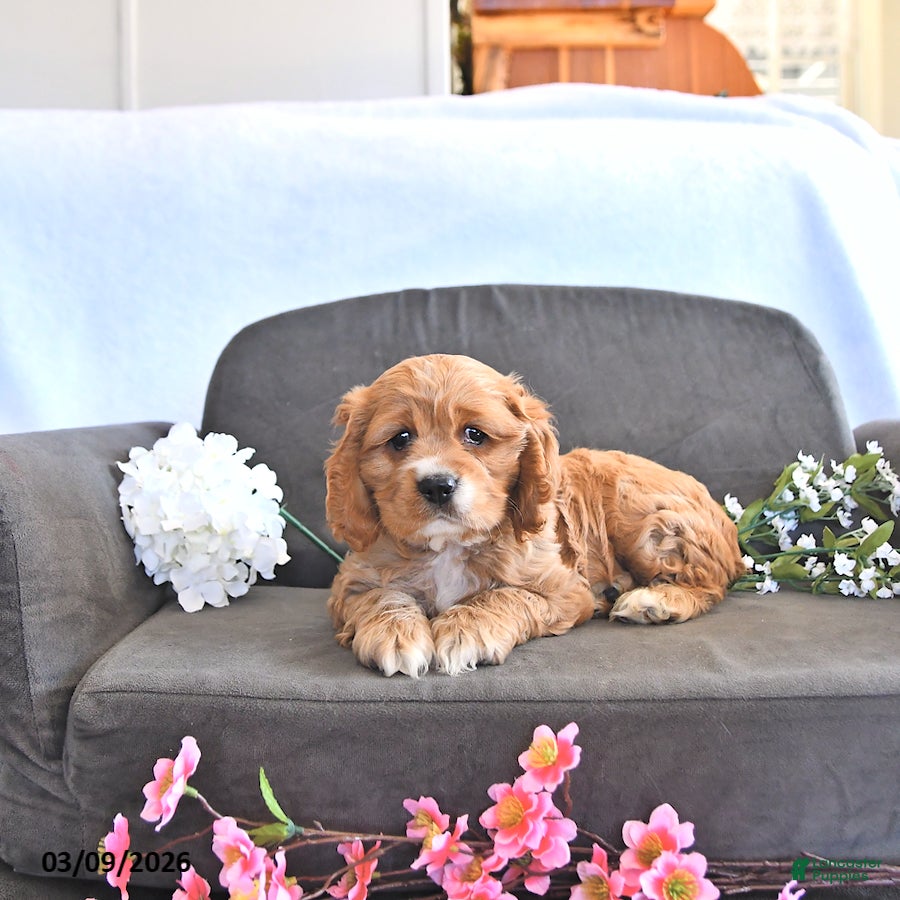 English Cocker Spaniel dogs Winston - Ad 2