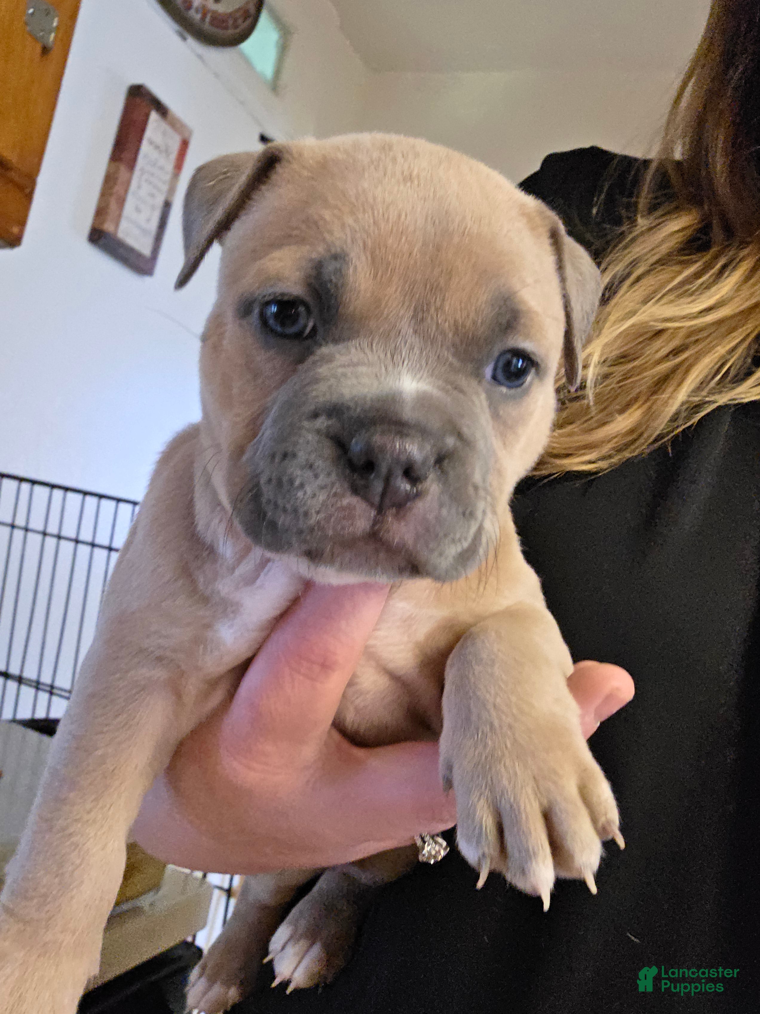 American Bully dogs Sienna - Ad 8