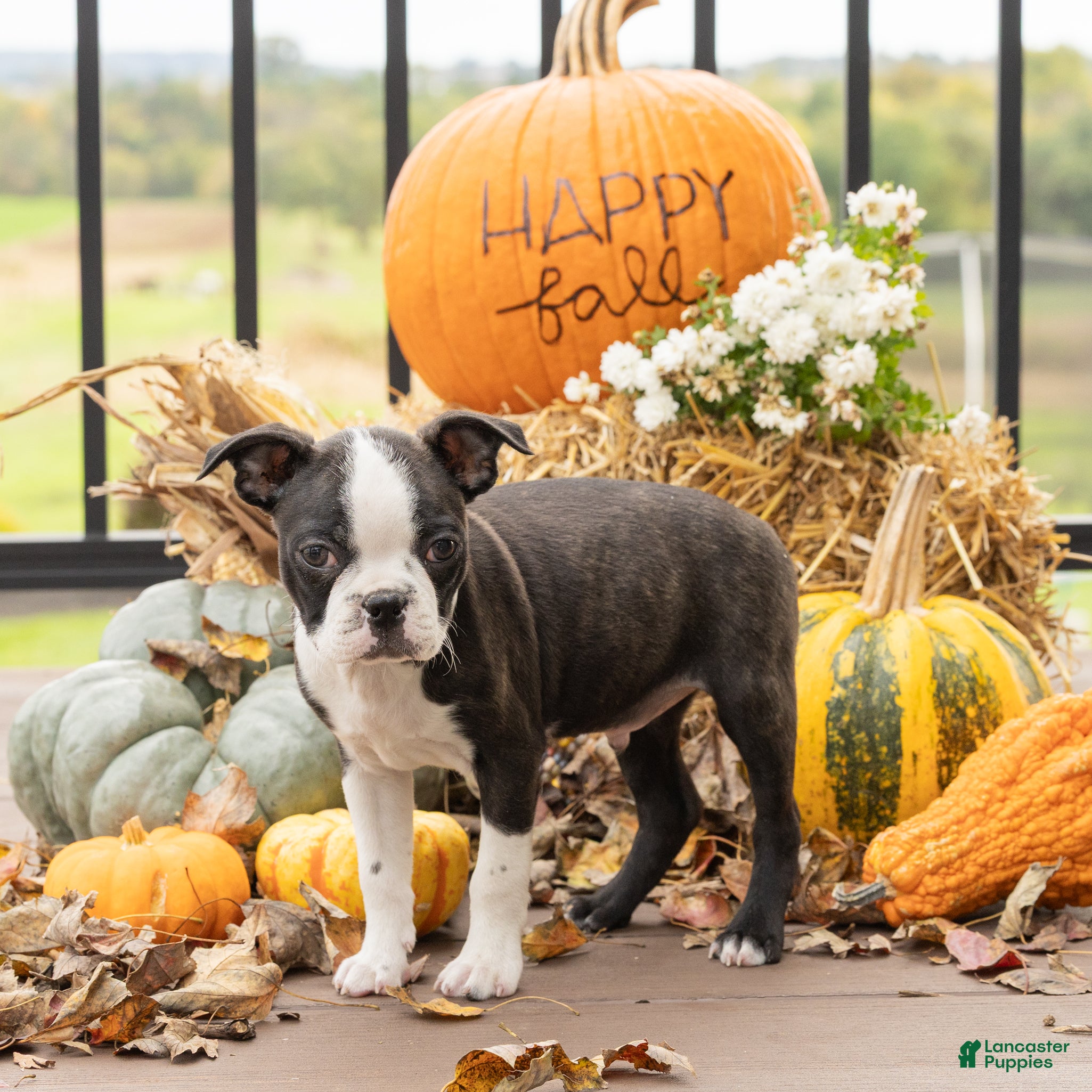 Boston Terrier dogs for sale: Charlie Boston Terrier  - Ad 1
