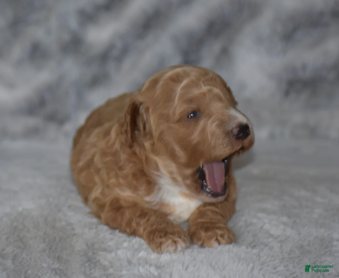 Miniature Poodle dogs for sale: Lexis - Ad 2