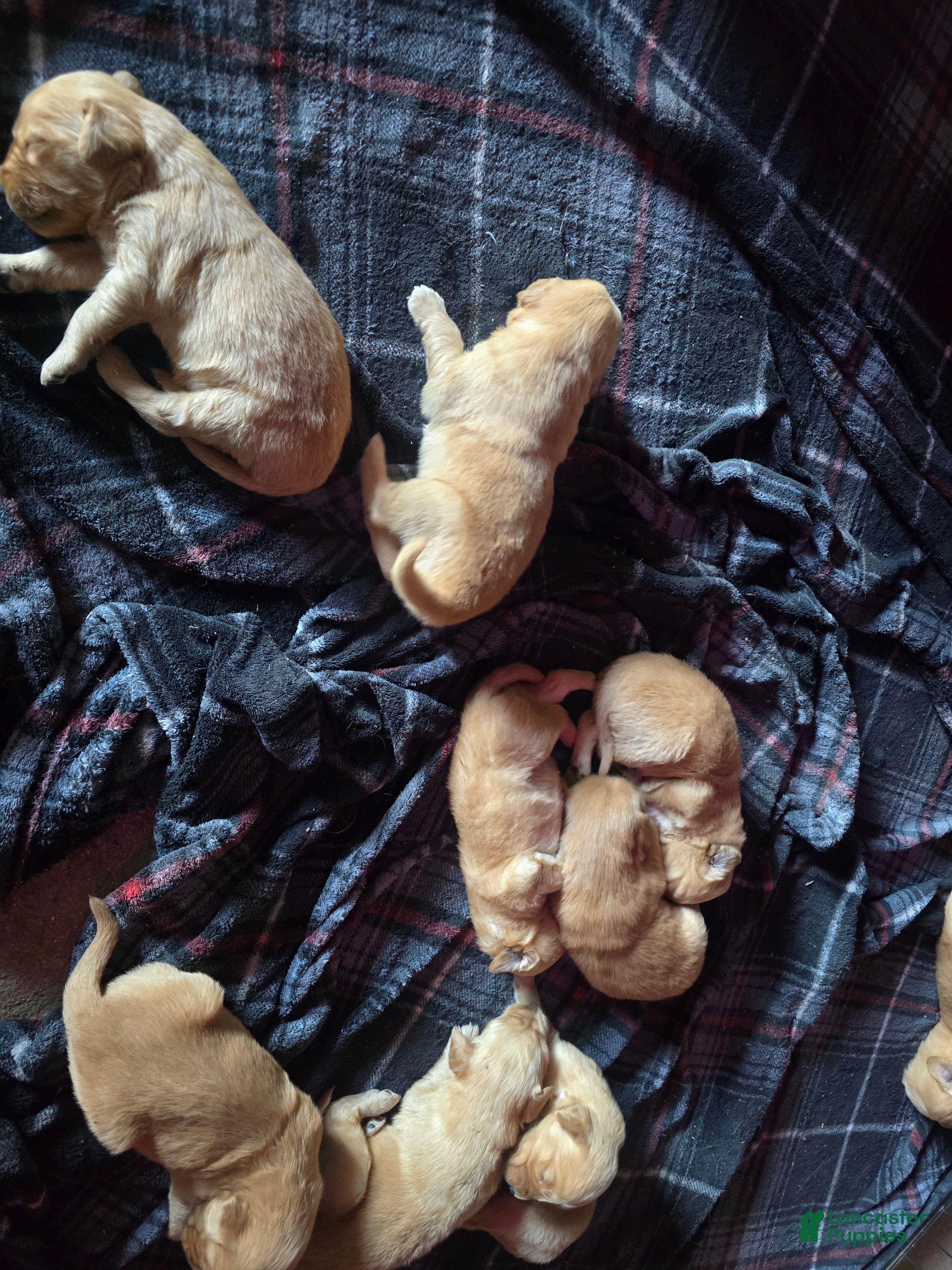 Golden Retriever dogs Golden Retriever Puppy 9 - Ad 7