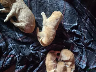 Golden Retriever dogs Golden Retriever Puppy 9 - Ad 7