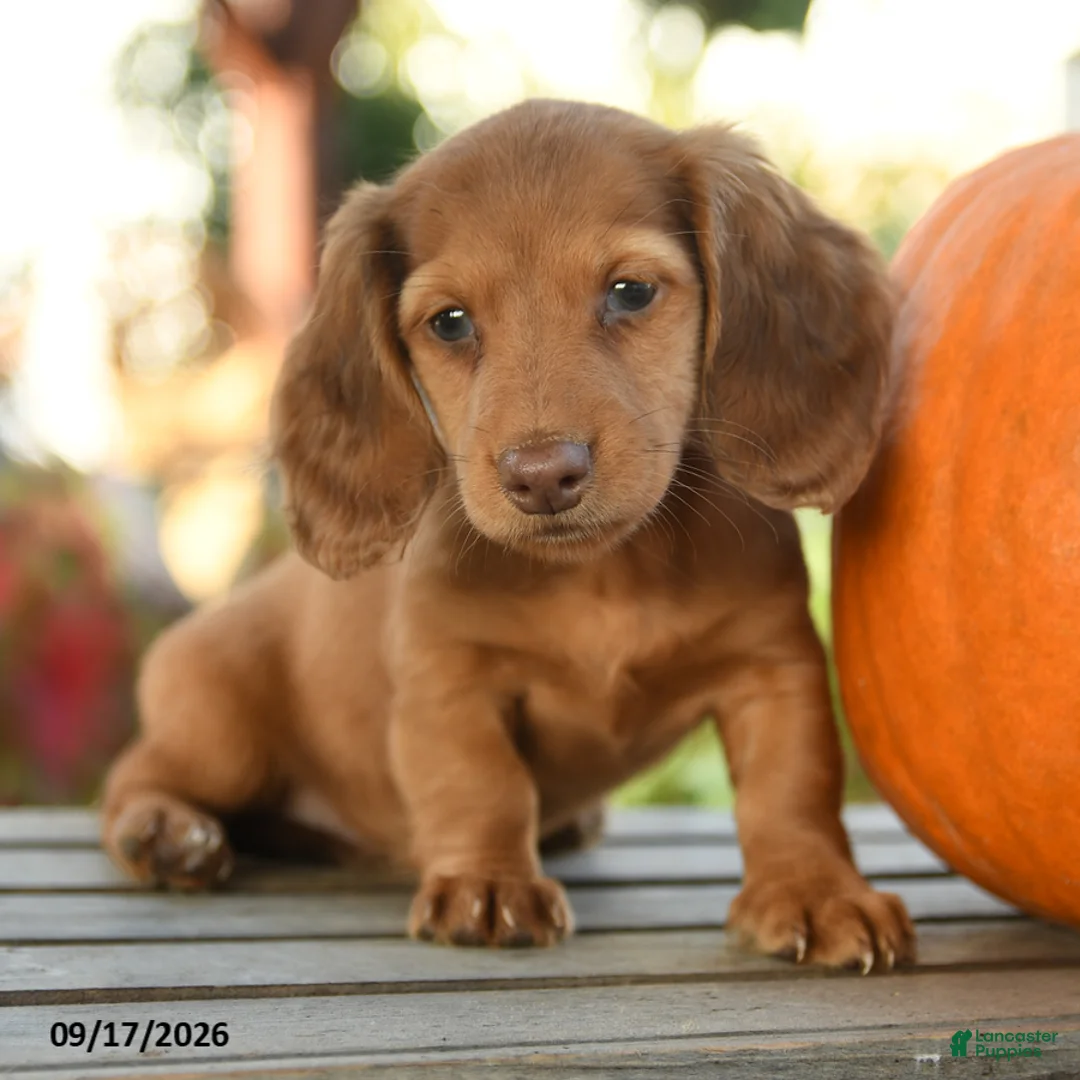 Miniature Dachshund dogs for sale: Providence - Ad 5