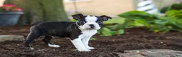 Boston Terrier dogs for sale: Maverick - Ad 3