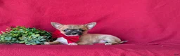 Chihuahua dogs for sale: Davis - Ad 4