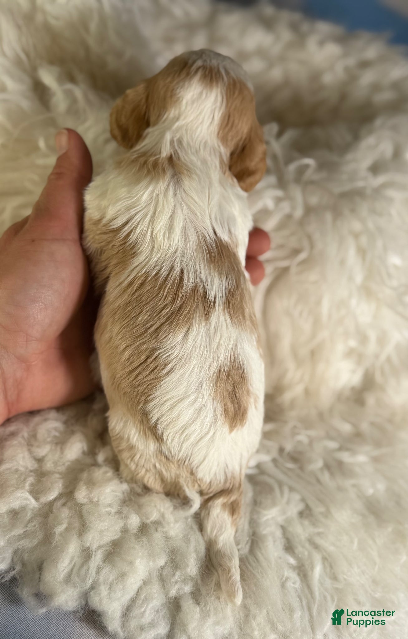 Cavapoo dogs Queso - Ad 2