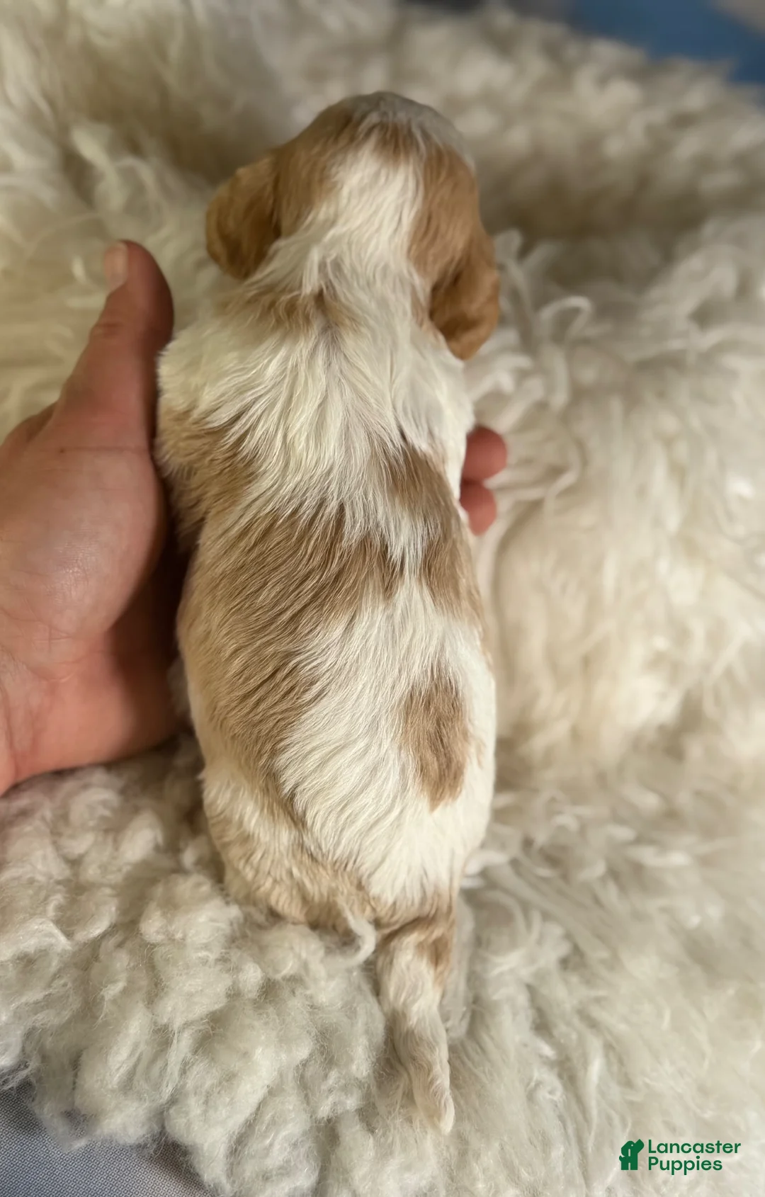 Cavapoo dogs for sale: Queso - Ad 2