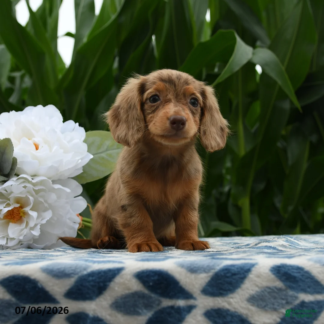 Miniature Dachshund dogs for sale: Sketcher - Ad 1