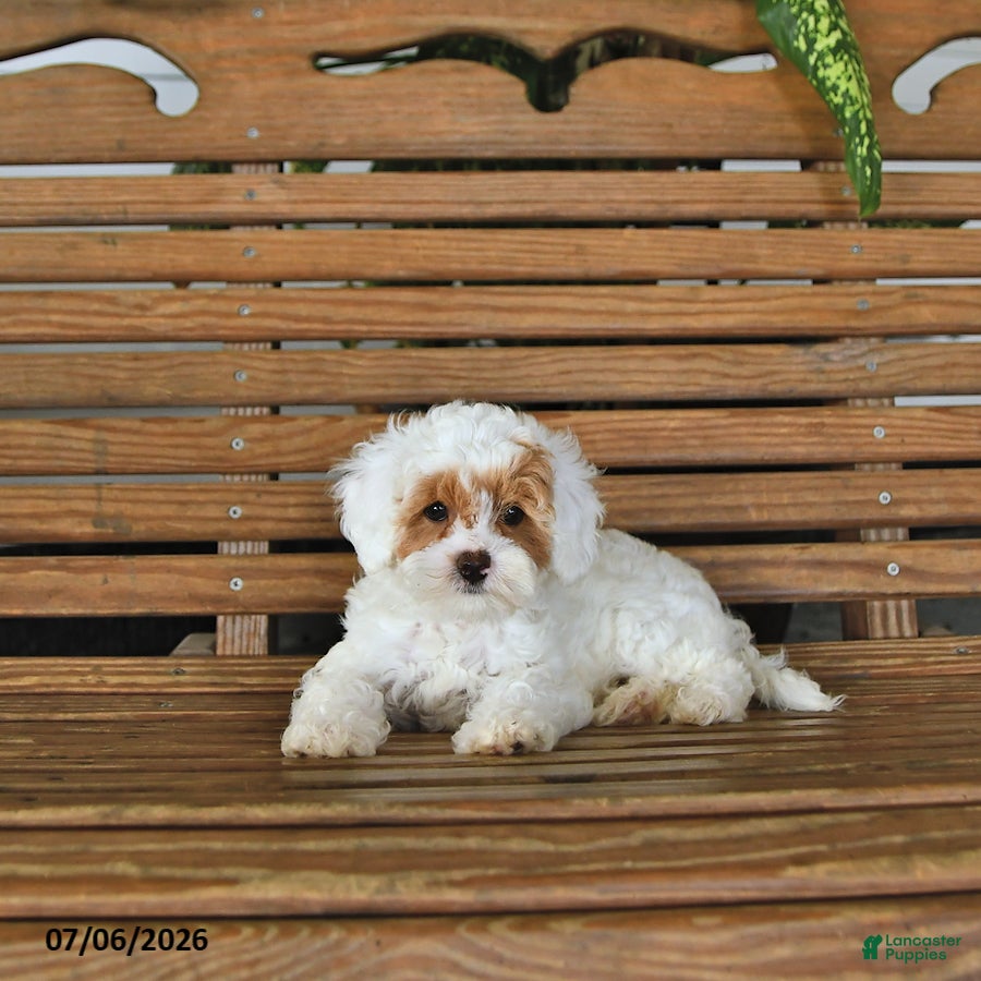 Mixed Breed dogs Koby - Ad 2