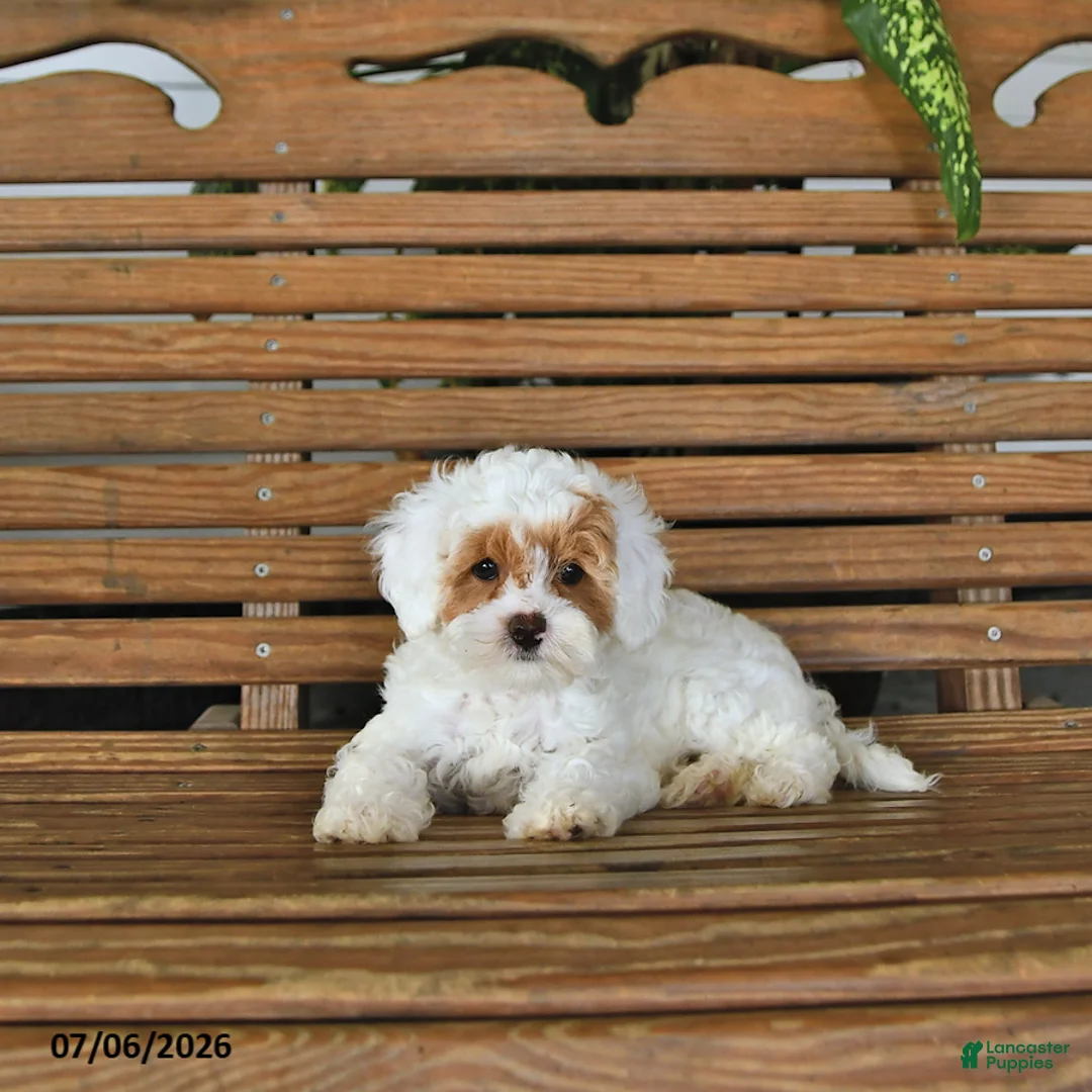 Mixed Breed dogs for sale: Koby - Ad 2