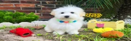 Maltipoo dogs for sale: Snow White - Ad 20