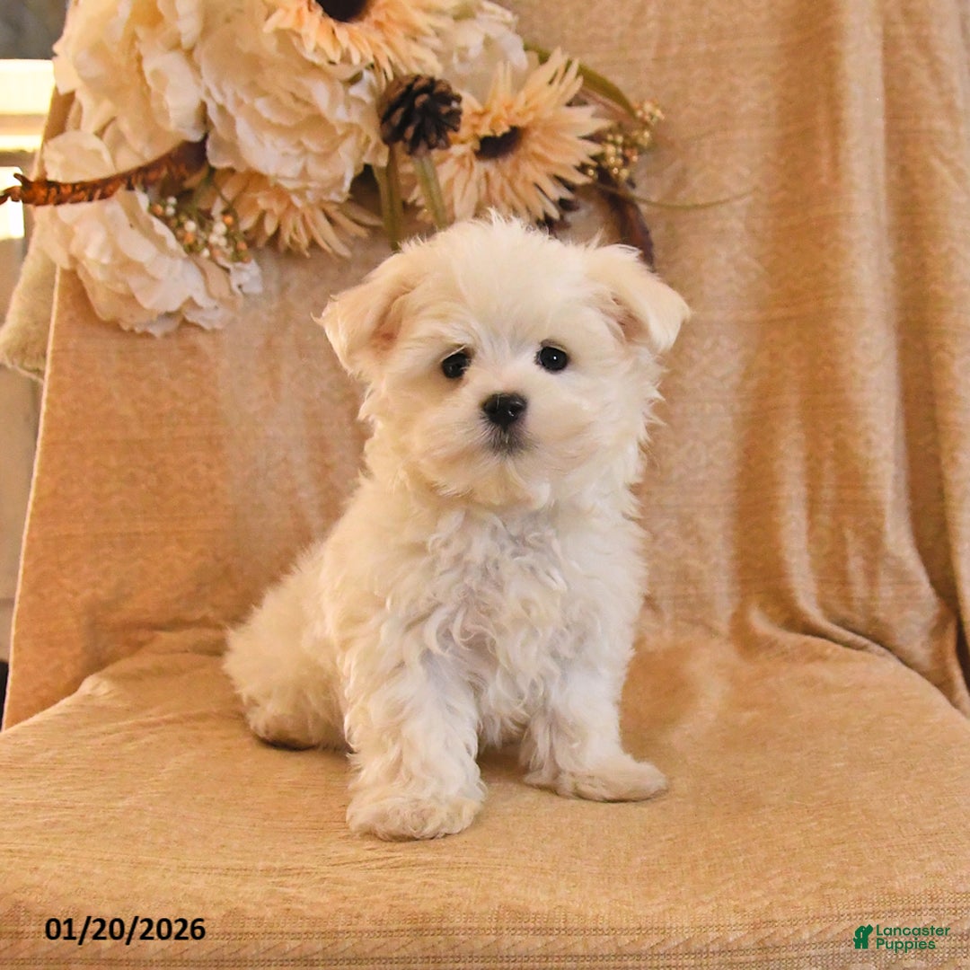 Maltese dogs for sale: Milo - Ad 1