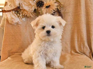 Maltese dogs Milo - Ad 21