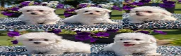 Maltese dogs for sale: Tulip - Ad 11