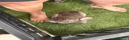 French Bulldog dogs for sale: Lily - Ad 5