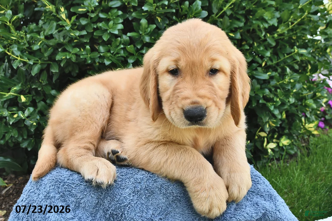 Golden Retriever dogs for sale: Asher - Ad 3