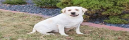 Labrador Retriever dogs for sale: Wanda  - Ad 7