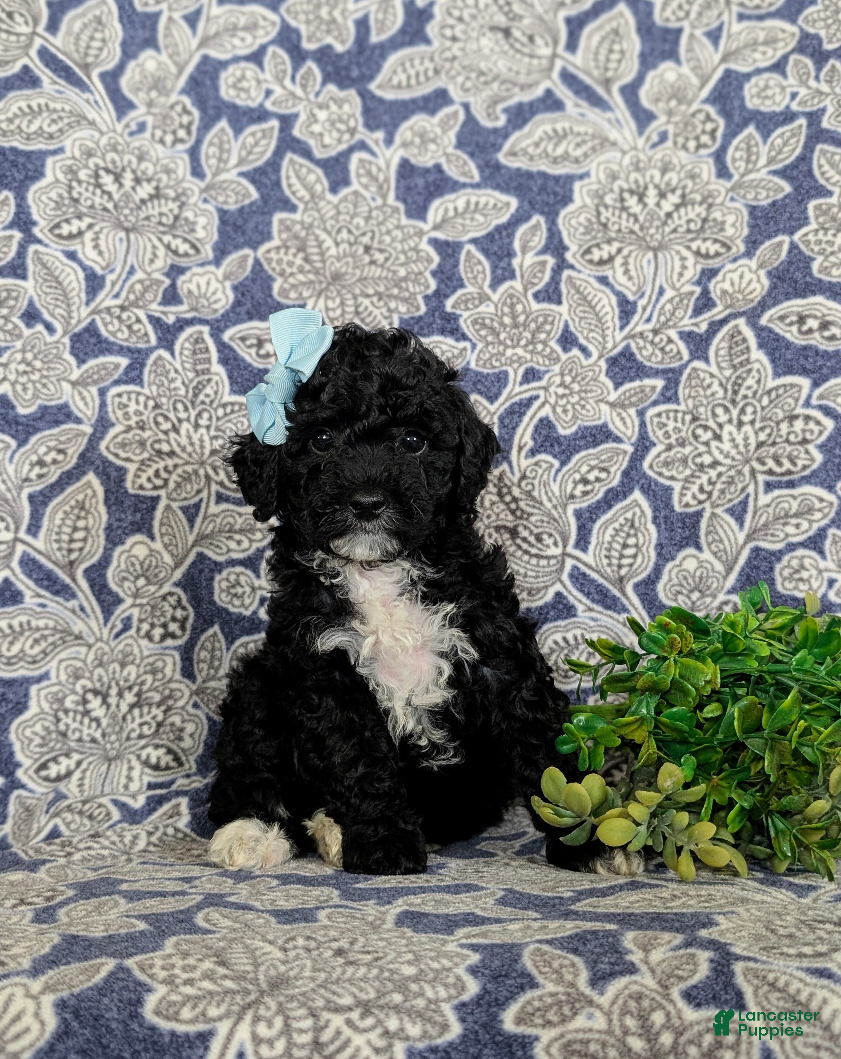 Miniature Poodle dogs Olivia - Ad 1