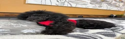 Toy Poodle dogs for sale: Duke (teacup) - Ad 5