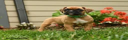 Boxer dogs for sale: Parsley - Ad 3