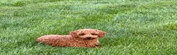 Cavapoo dogs for sale: Charlie - Ad 3