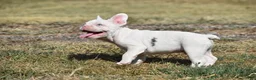 French Bulldog dogs for sale: French Bulldog 2 - Ad 3