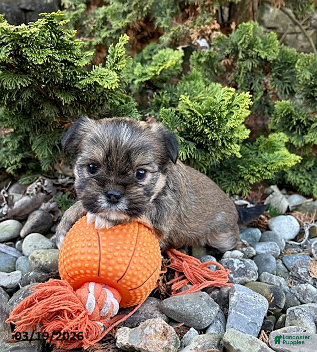 Shorkie dogs for sale: Mia  - Ad 3