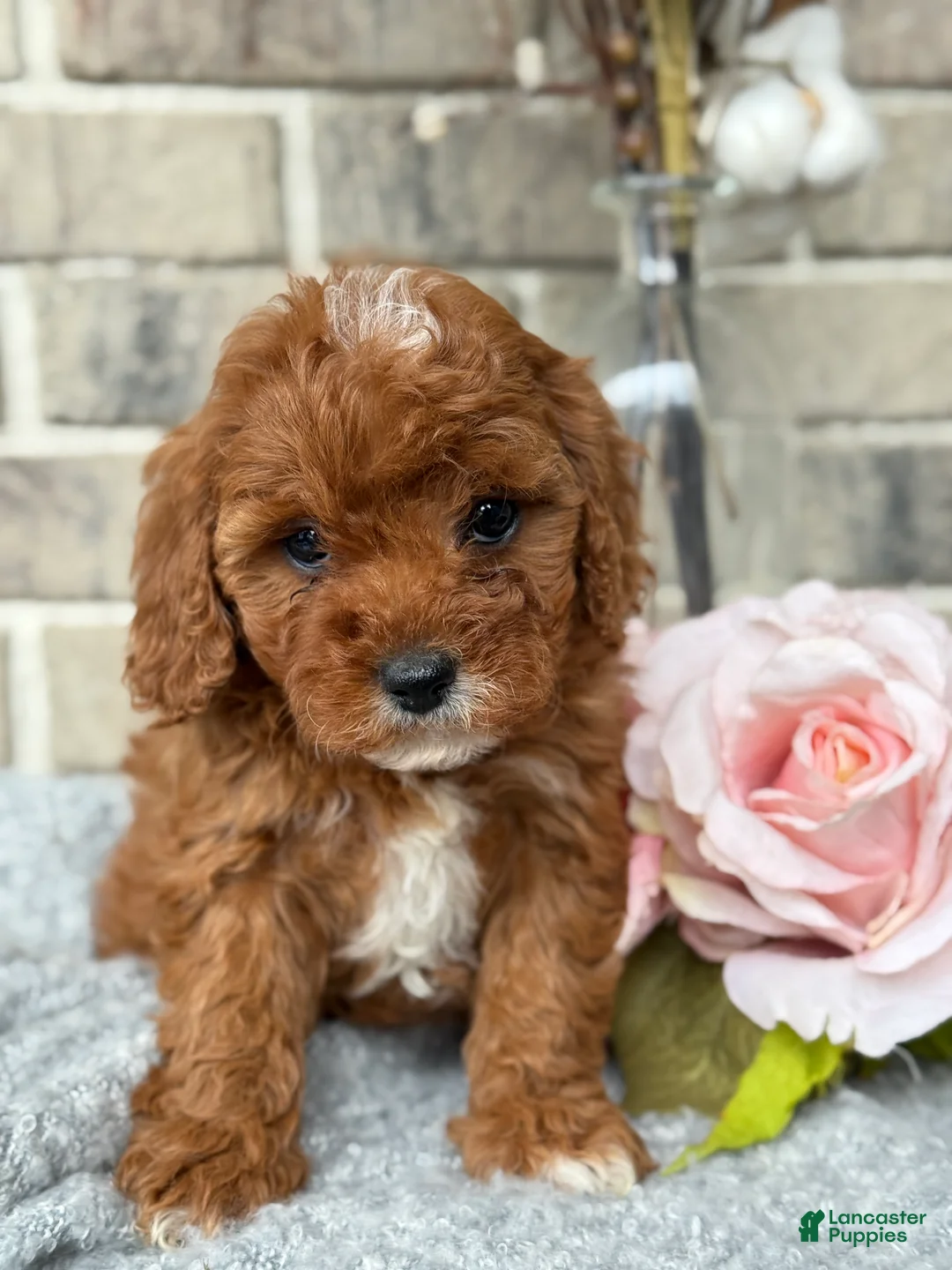 Cavapoo dogs for sale: Kassie - Ad 11