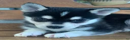 Alaskan Klee Kai dogs for sale: Slate - Toy Size Mini Husky Boy - Ad 10