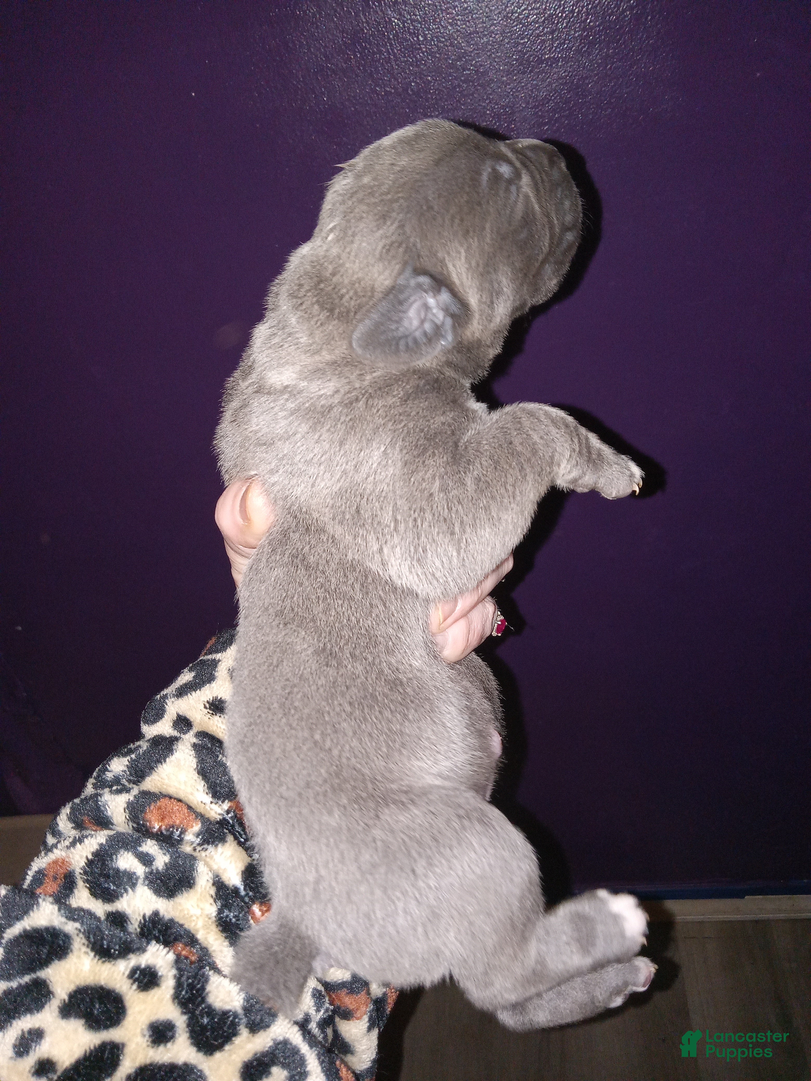Daniff dogs BOULDER-Daniff Puppy 1 - Ad 3