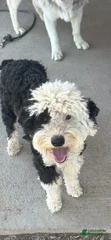 Buddy