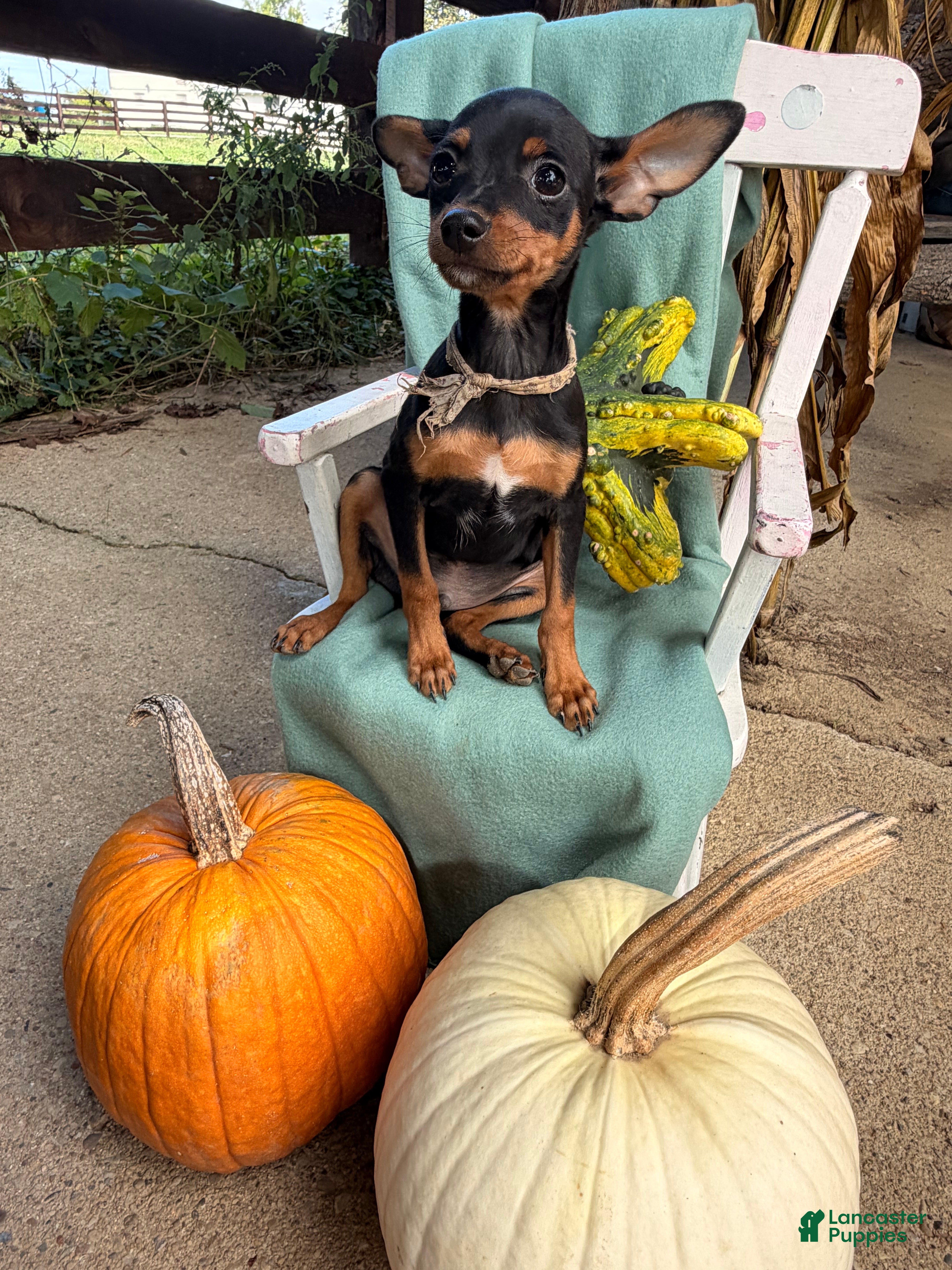 Miniature Pinscher dogs Mischief  - Ad 2