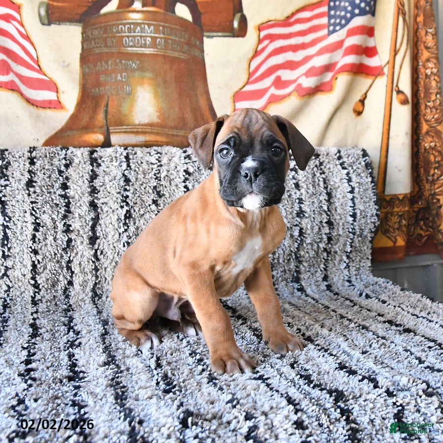 Boxer dogs Bandit - Ad 30