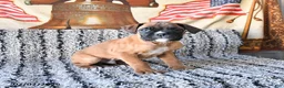 Boxer dogs for sale: Bandit - Ad 1