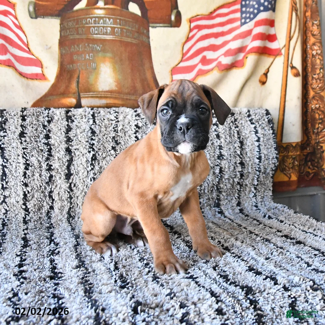 Boxer dogs for sale: Bandit - Ad 1
