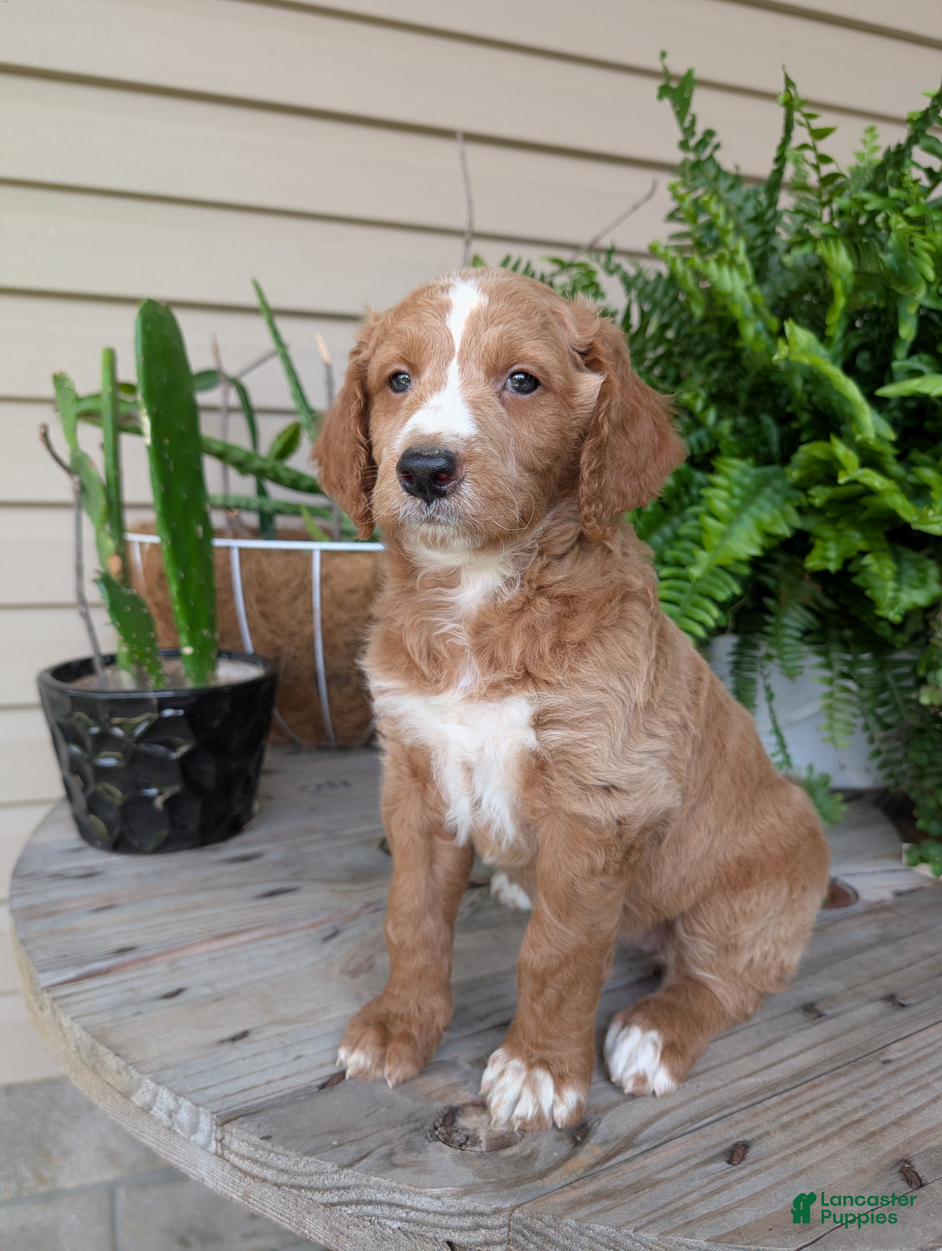 Goldendoodle dogs Lola - Ad 2