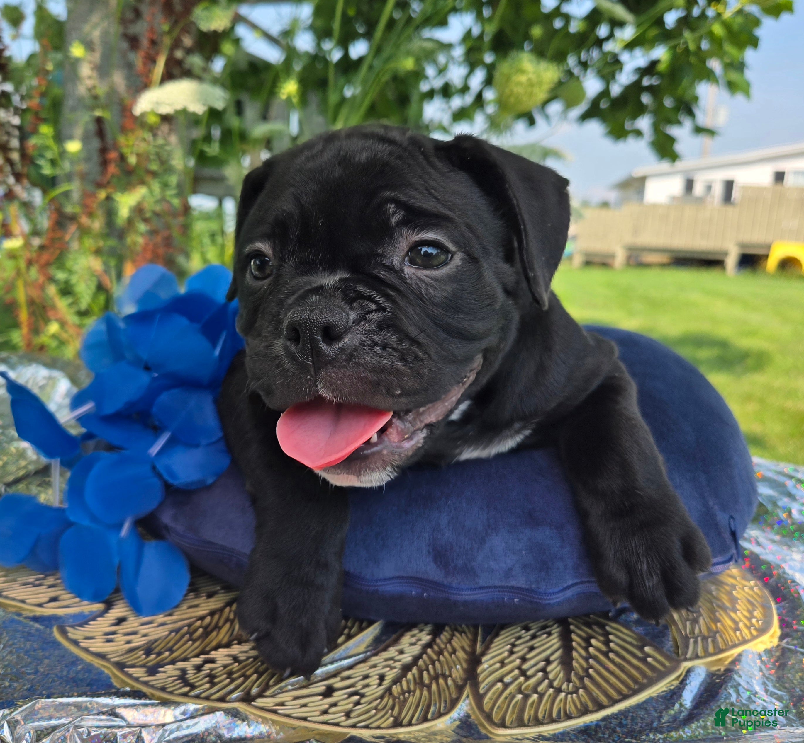 Olde English Bulldogge dogs Woody - Ad 2