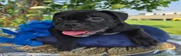 Olde English Bulldogge dogs for sale: Woody - Ad 2
