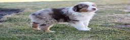 Australian Shepherd dogs for sale: Duke - Ad 4